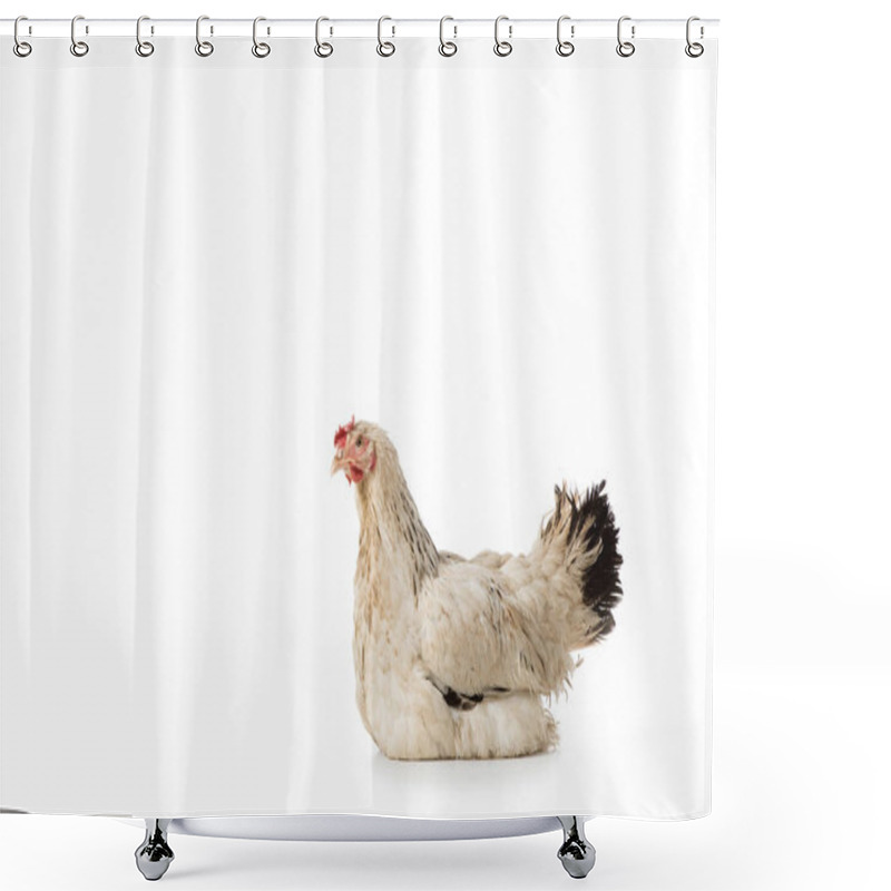 Personality  Full Length View Of Beautiful White Hen Lying Isolated On White Shower Curtains