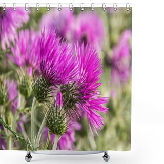 Personality  Purple Milk Thistle Flowers Shower Curtains