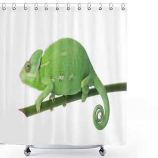 Personality  Cute Green Chameleon On Branch Against White Background Shower Curtains