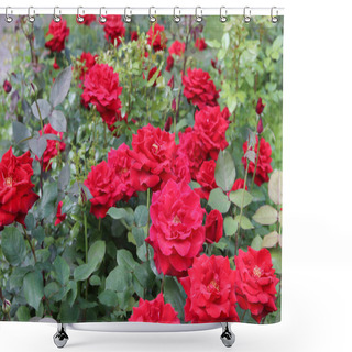 Personality  The Beautiful Shrub Roses. Shower Curtains