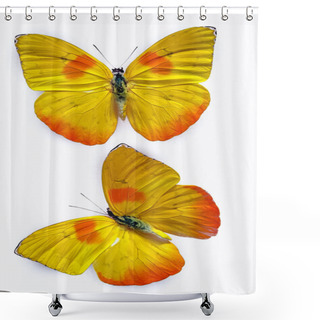 Personality  Close Up On A Phoebis Philea Butterfly Isolated On White Background Commonly Known As Orange Barred Sulphur Shower Curtains
