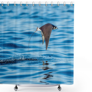 Personality  Mobula Ray Jumping Out Of The Water. Mobula Munkiana, Known As The Manta De Monk, Munk's Devil Ray, Pygmy Devil Ray, Smoothtail Mobula.  Blue Ocean Background. Shower Curtains
