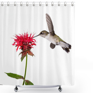 Personality  Hummingbird Sips Nectar Shower Curtains