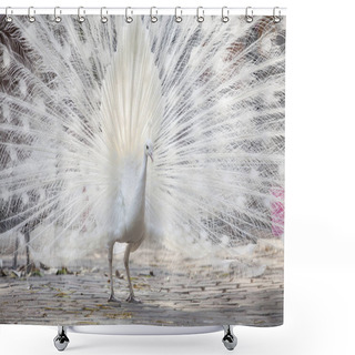 Personality  White Peacock Shows Its Tail (feather) Shower Curtains