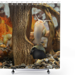 Personality  Beautiful Snails In The Aquarium Shower Curtains