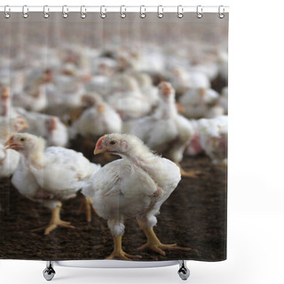 Personality  Young White Hen Looking At Camera In A Chicken Poultry Farm. Shower Curtains