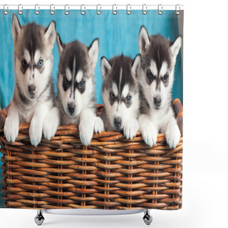 Personality  Four Puppies Husky Shower Curtains