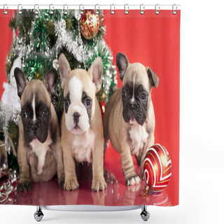 Personality  French Bulldog Puppy And Gifts Christmas , Ball Shower Curtains