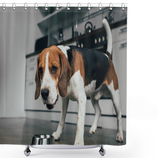 Personality  Adorable Beagle Dog Near Metal Bowl In Kitchen Shower Curtains