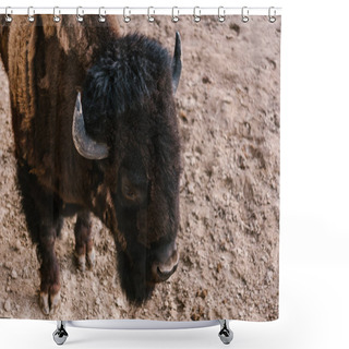 Personality  High Angle View Of Bison Grazing On Ground At Zoo  Shower Curtains
