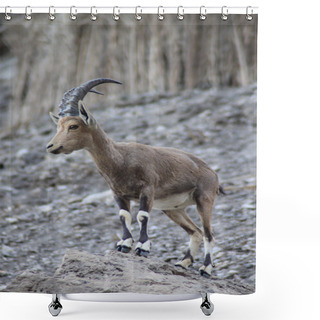 Personality  Mountain Goat (Ibex) Standing On A Rock Shower Curtains