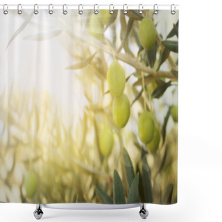 Personality  Old Olive Tree Shower Curtains