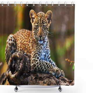 Personality  Young Leopard On A Tree Shower Curtains