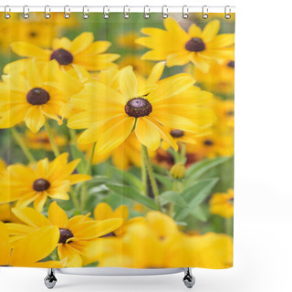 Personality  Vibrant Yellow Black-eyed Susan Flowers Blooming In Summer Garden Portrait Format Shower Curtains