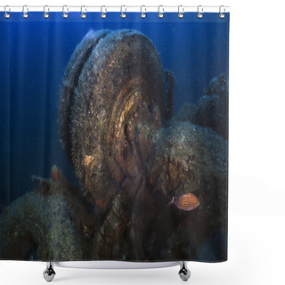 Personality  The Wreck Of The MS Zenobia Ferry Near Larnaca In Cyprus Shower Curtains