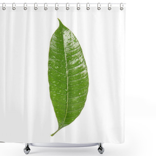 Personality  Green Mango Leaf With Water Drops On White Background Shower Curtains