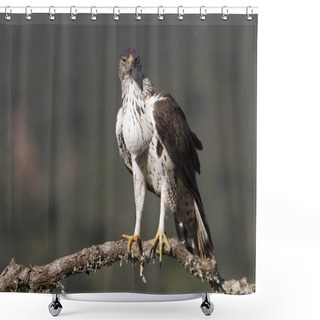 Personality  Bonellis Eagle. Aquila Fasciata Shower Curtains