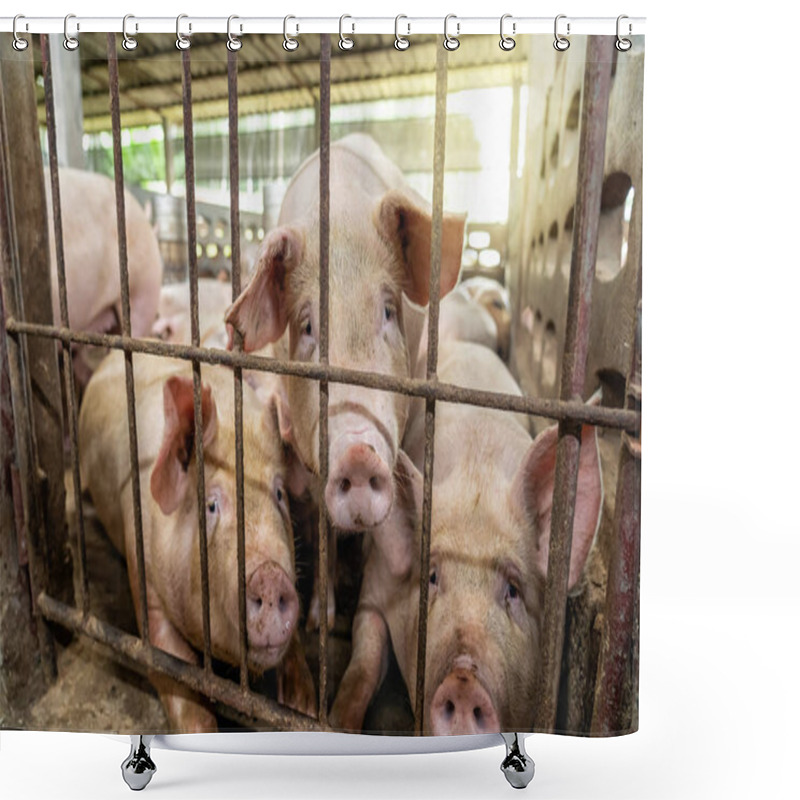 Personality  Young Pigs In Hog Farms, Pig Industry Shower Curtains