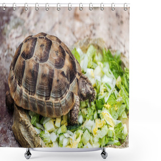 Personality  Cute Turtle Eating Fresh Chopped Green Lettuce From Stone Bowl Shower Curtains