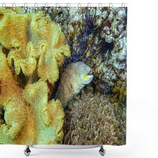 Personality  Yellowmouth Moray Eel (starry Moray, Gymnothorax Nudivomer), Among Colorful Soft Coral Reef, Close-up View. Indian Ocean, Daymaniyat Islands, Oman. Shower Curtains