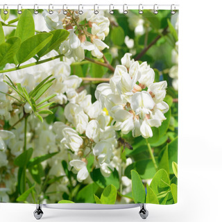Personality  White Acacia Flowers Shower Curtains