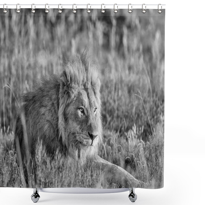 Personality  A Closeup Portrait Of A Male Lion At Sunrise In The Southern African Savanna Shower Curtains