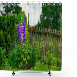 Personality  Garden Flower. Consolida Ajacis (syn. Consolida Ambigua, Delphinium Ajacis, Delphinium Ambiguum, Doubtful Knight's Spur, Rocket Larkspur) Is An Annual Flowering Plant Of The Family Ranunculaceae Native To Eurasia. Shower Curtains