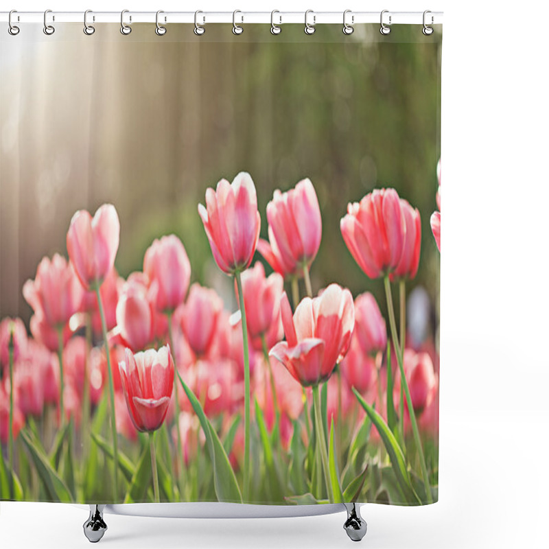 Personality  Blooming spring pink tulip flowers shower curtains