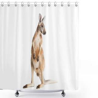 Personality  Red Kangaroo On White Shower Curtains