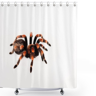 Personality  Black And Red Hairy Spider Isolated On White Shower Curtains