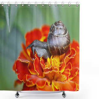 Personality  Snail Macro Shower Curtains