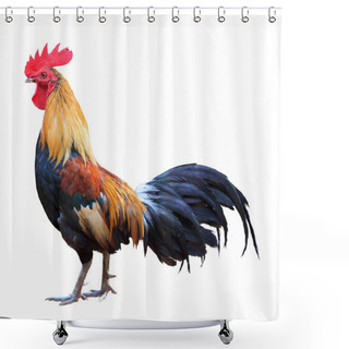 Personality  Thailand Male Chicken , Rooster Isolated Shower Curtains