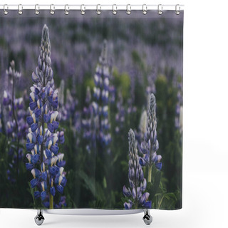 Personality  Selective Focus Of Beautiful Purple Lupines In Iceland  Shower Curtains