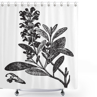Personality  A Picture Showing The Branch And Flower Of Sage Plant. It Is A Plant Used For Flavoring Meats, Etc. It Has Blue Flowers And Has Been Found With Many Varieties, Vintage Line Drawing Or Engraving Illustration. Shower Curtains