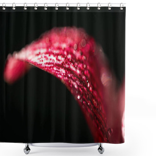 Personality  Close Up View Of Red Lily Flower Petal With Water Drops Isolated On Black Shower Curtains