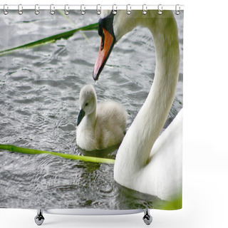 Personality  Swans On A Calm Lake In Denmark Scandinavia Shower Curtains