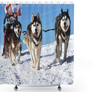 Personality  Musher Hiding Behind Sleigh At Sled Dog Race Shower Curtains