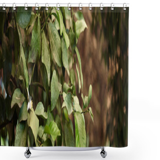 Personality  Fresh And Green Leaves Of Tree In Natural Environment With Blurred Background, Foliage Banner Shower Curtains
