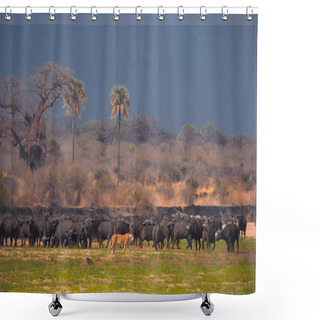 Personality  LION FOUND IN EAST AFRICAN NATIONAL PARKS Shower Curtains