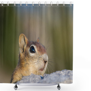 Personality  Chipmunk Close Up Shower Curtains