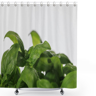 Personality  Close Up View Of Green Fresh Basil Leaves Isolated On White Shower Curtains