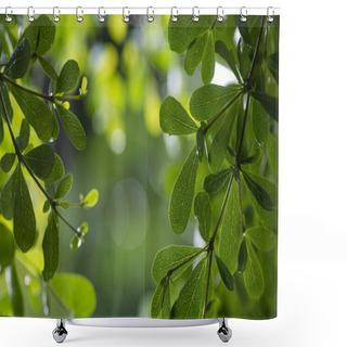 Personality  Ketapang Kencana (Terminalia Mantaly), Madagascar Almond Green Leaves, Shallow Focus Shower Curtains