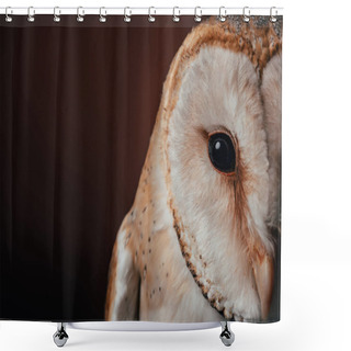 Personality  Cropped View Of Cute Wild Barn Owl Head On Dark Background Shower Curtains