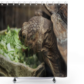 Personality  Close Up View Of Turtle Eating Fresh Lettuce From Stone Bowl Shower Curtains