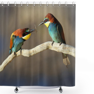 Personality  Courting Male & Female European Bee-eater (Merops Apiaster) Shower Curtains