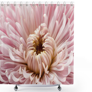 Personality  Close Up View Of Pink Chrysanthemum Flower Shower Curtains