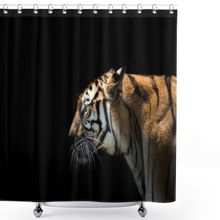 Personality    Portrait Of A  Tiger Alert And Staring At The Camera     Shower Curtains