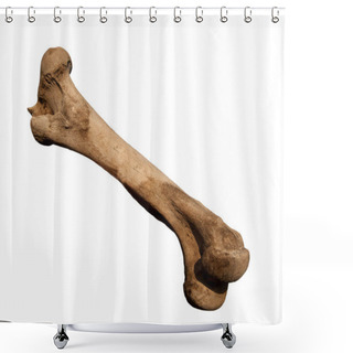 Personality   Femur Bone Of Cow. Isolated On White  Shower Curtains