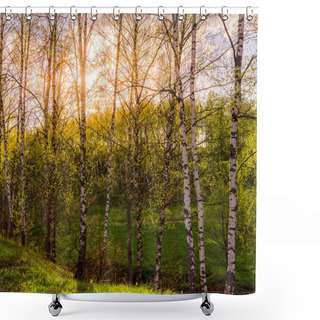 Personality  Sunset Or Dawn In A Spring Birch Forest With Bright Young Foliage Glowing In The Rays Of The Sun And Shadows From Trees. Shower Curtains