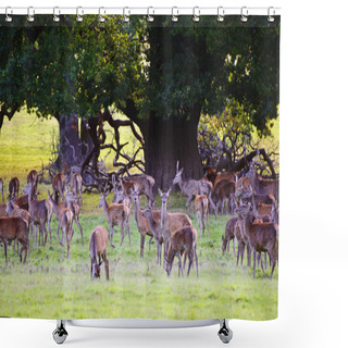 Personality  Herd Of Red Deer During Rut In Autumn Fall With Stags And Harem Shower Curtains